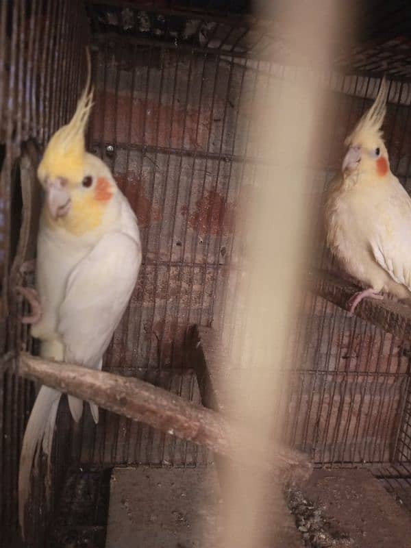 cocktail comanwhite beeedar pair for. sale 4