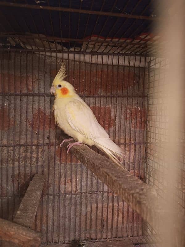 cocktail comanwhite beeedar pair for. sale 5