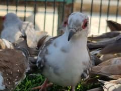 daimond paid dove and gouldian finche  available