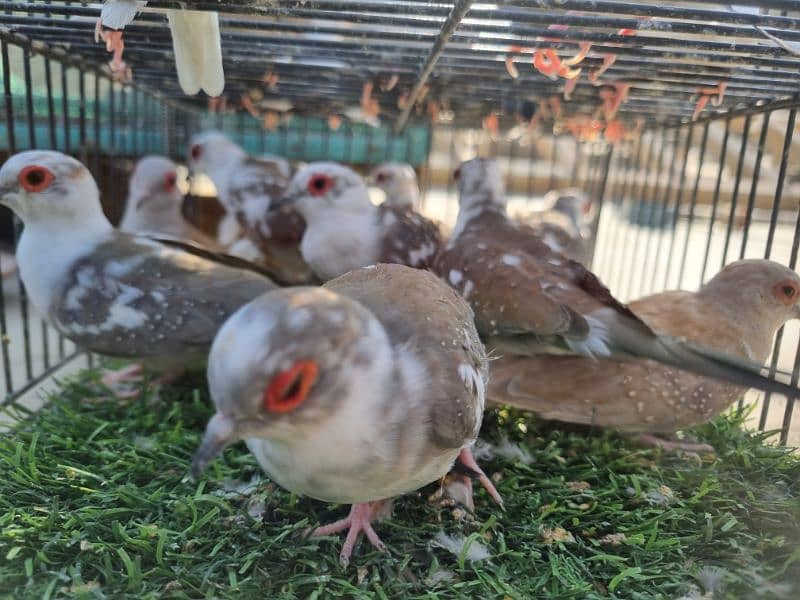 daimond paid dove and gouldian finche  available 1