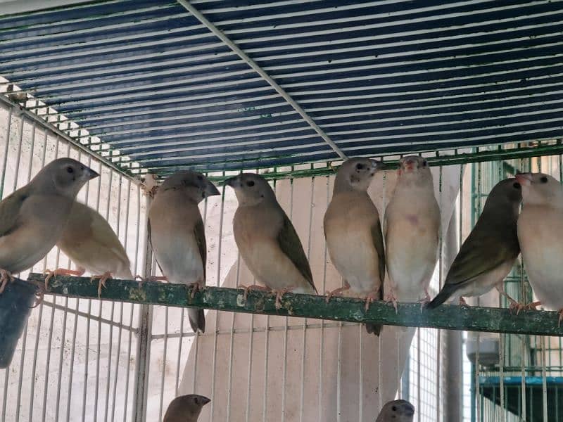 daimond paid dove and gouldian finche  available 4