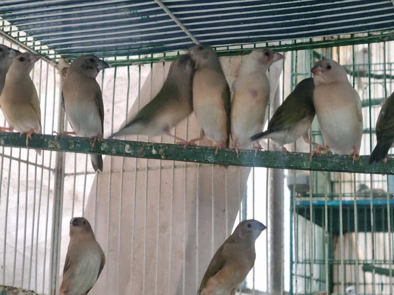 daimond paid dove and gouldian finche  available 6