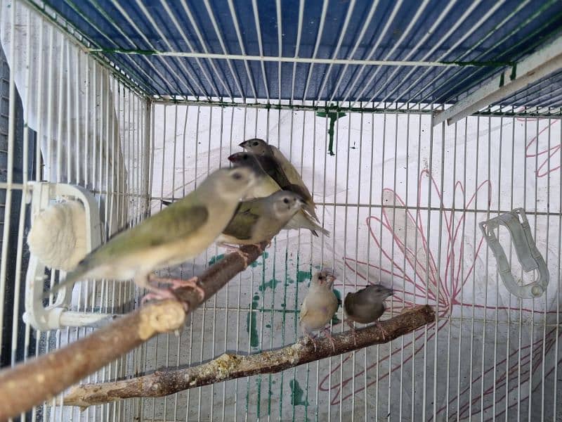 daimond paid dove and gouldian finche  available 8