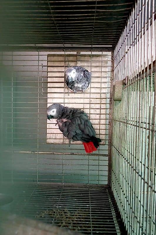 grey paroot breder pair/03152248124 1