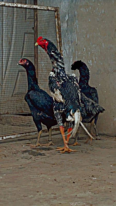 pure king size shamo chicks/high quality/japanese shamo/aseel chick 4