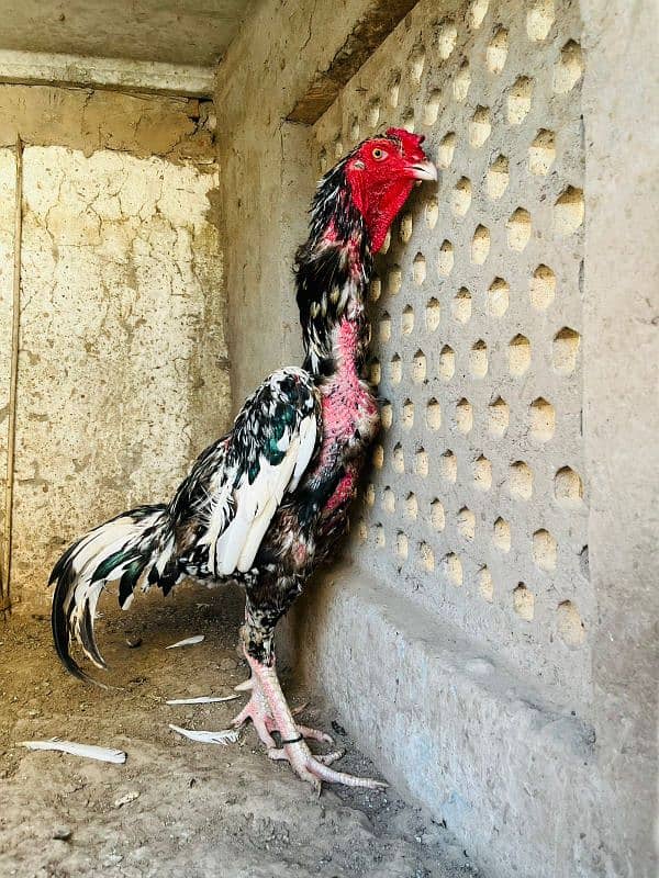 pure king size shamo chicks/high quality/japanese shamo/aseel chick 5