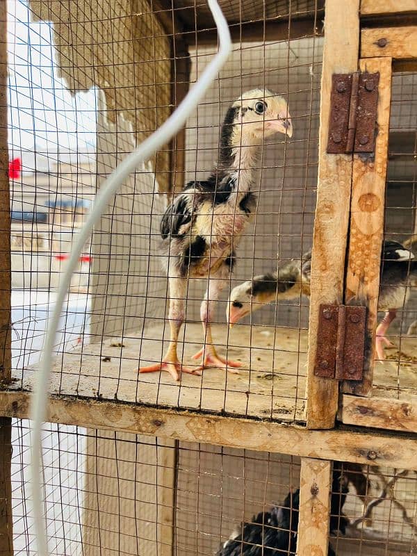 pure king size shamo chicks/high quality/japanese shamo/aseel chick 8