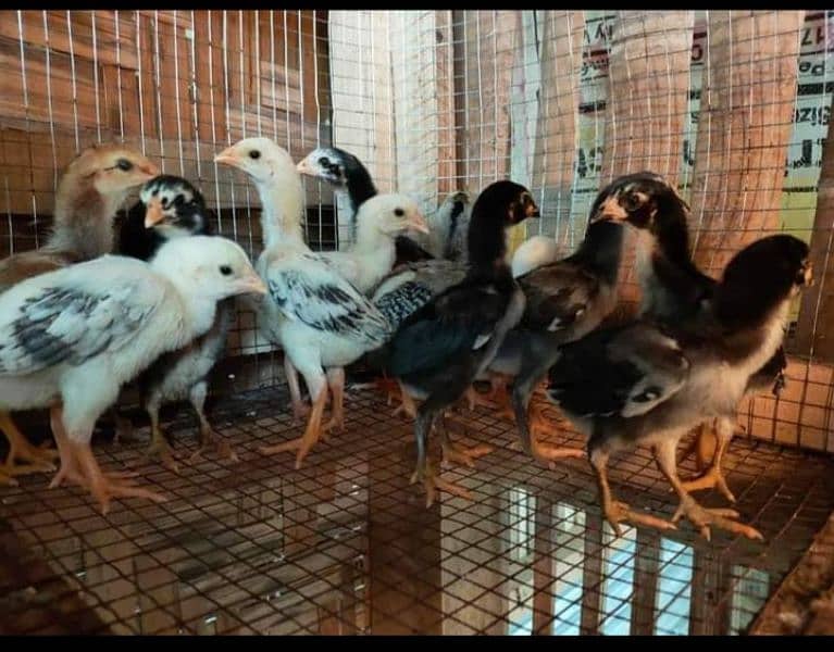 pure king size shamo chicks/high quality/japanese shamo/aseel chick 9