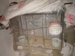 budgie pair urgent sale with cage