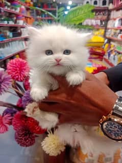 Persian kittens/long coat kittens /kitties/cat baby