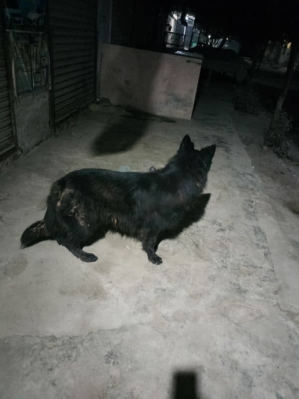 Black German Shepherd, Pink Pedigree 2