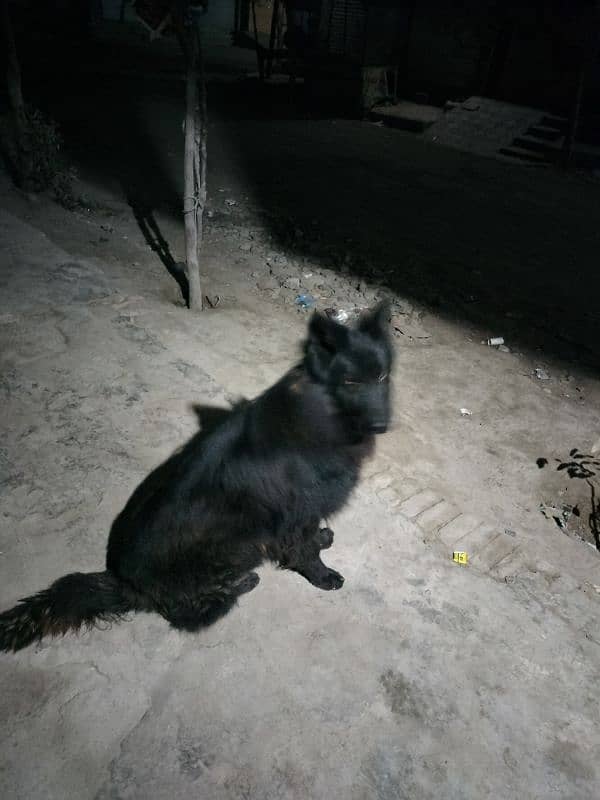 Black German Shepherd, Pink Pedigree 3