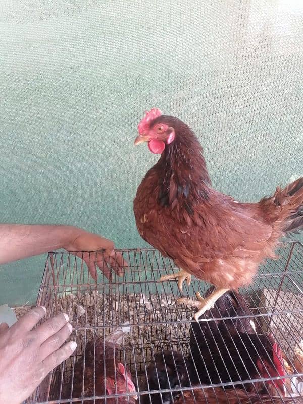 lohman and rir females available in Quantity 0