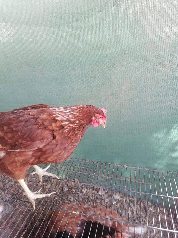 lohman and rir females available in Quantity 3