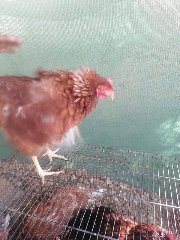 lohman and rir females available in Quantity 4