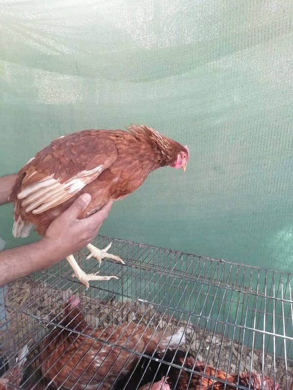 lohman and rir females available in Quantity 5