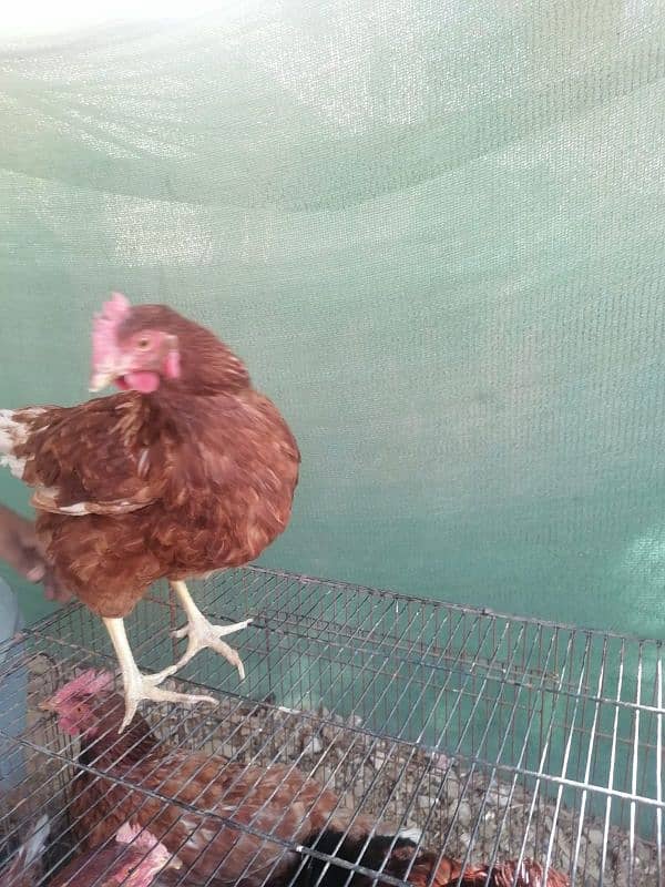 lohman and rir females available in Quantity 6