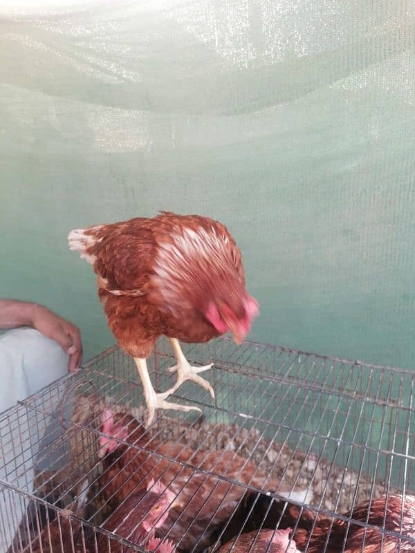 lohman and rir females available in Quantity 8