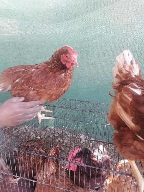 lohman and rir females available in Quantity 9