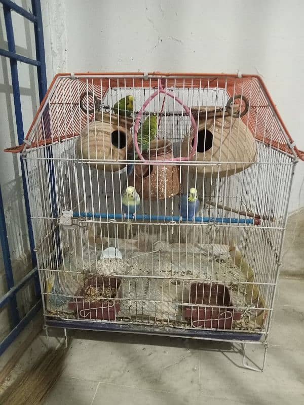 Australian bird with cage 0