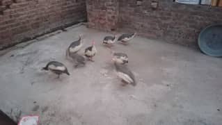 guineafowls chakor teetari