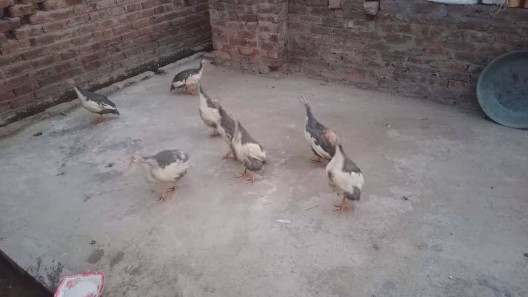 guineafowls chakor teetari 1