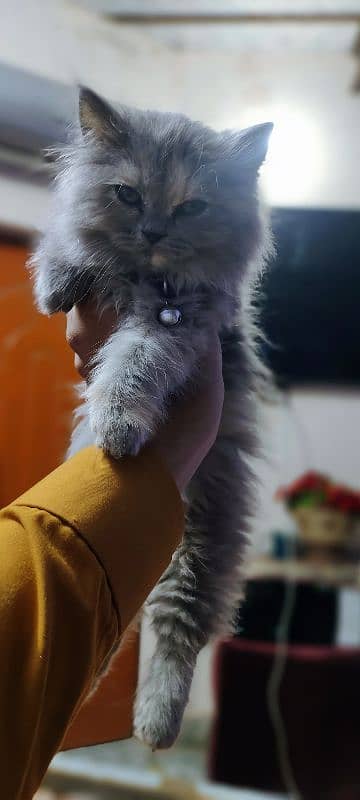 gray persian kitten for sale 0