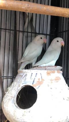 albino pair for sale