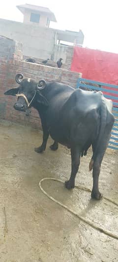 best and beautiful buffalo in hafizabad