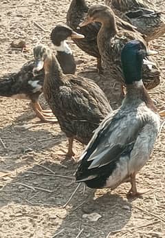 Egg Laying Ducks for sale