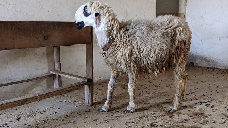 Mundri Sheep dumba for sale in Karachi 1