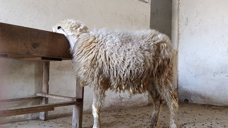 Mundri Sheep dumba for sale in Karachi 2