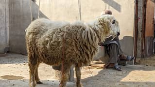 Mundri Sheep dumba for sale in Karachi