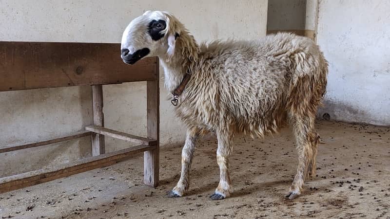 Mundri Sheep dumba for sale in Karachi 3