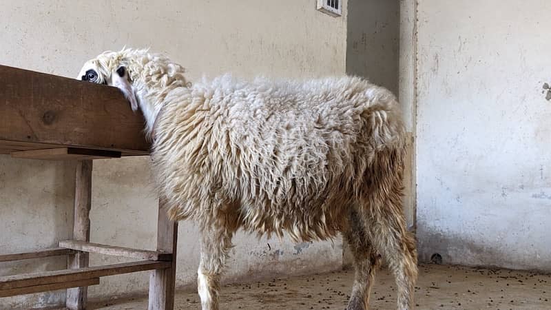 Mundri Sheep dumba for sale in Karachi 4