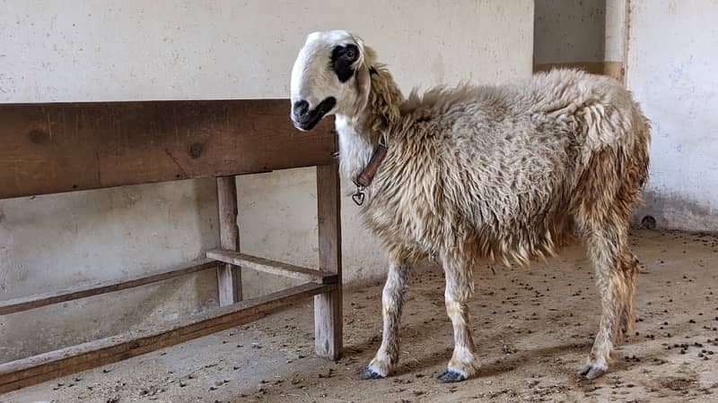 Mundri Sheep dumba for sale in Karachi 5