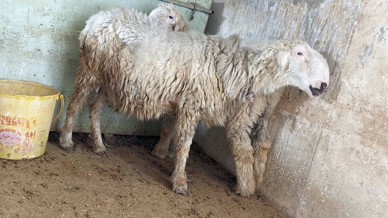 Mundri Sheep dumba for sale in Karachi 6