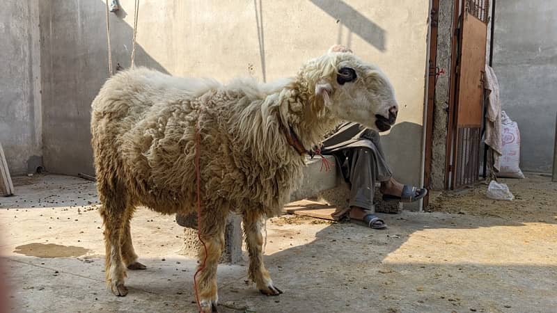 Mundri Sheep dumba for sale in Karachi 7