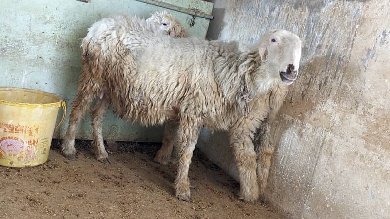 Mundri Sheep dumba for sale in Karachi 8