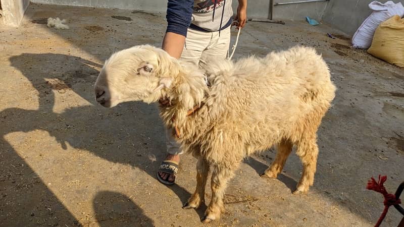 Mundri Sheep dumba for sale in Karachi 9