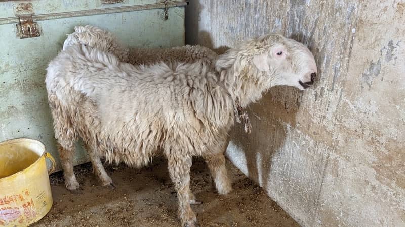 Mundri Sheep dumba for sale in Karachi 10