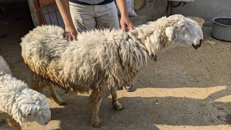 Mundri Sheep dumba for sale in Karachi 11