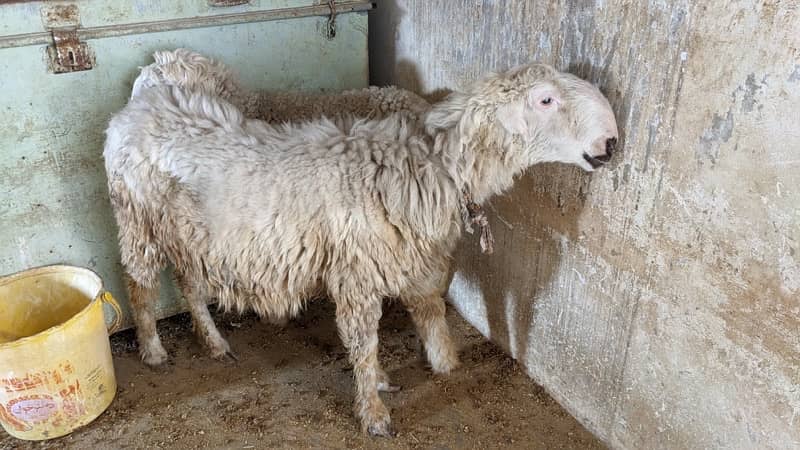 Mundri Sheep dumba for sale in Karachi 12