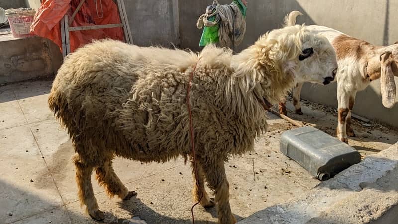 Mundri Sheep dumba for sale in Karachi 13