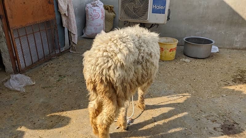 Mundri Sheep dumba for sale in Karachi 14