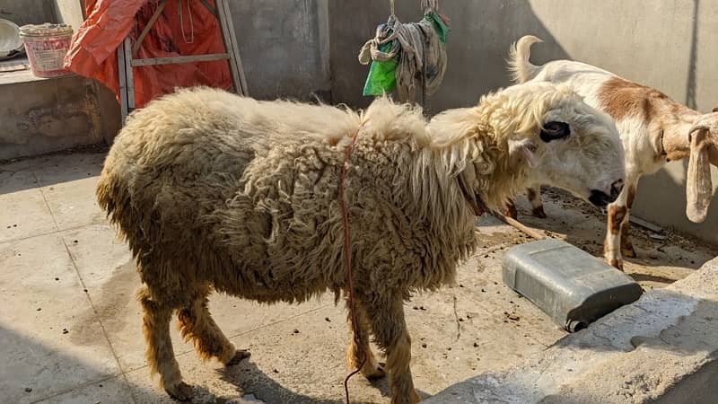 Mundri Sheep dumba for sale in Karachi 15