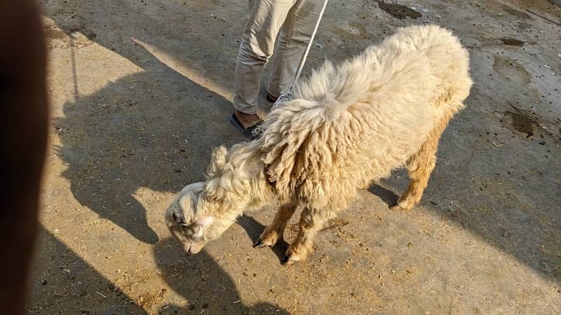 Mundri Sheep dumba for sale in Karachi 16