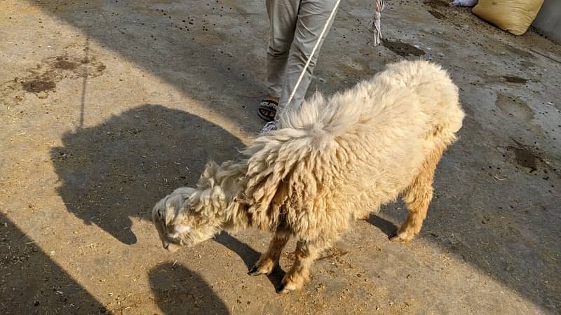 Mundri Sheep dumba for sale in Karachi 17