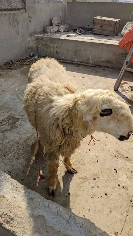 Mundri Sheep dumba for sale in Karachi 18