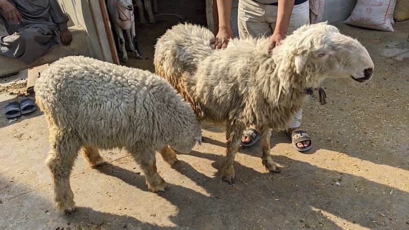 Mundri Sheep dumba for sale in Karachi 19